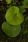 Kidneyleaf grass of Parnassus